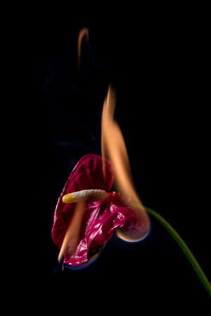 anthurium flower on fire with flames on black backgroundの写真素材