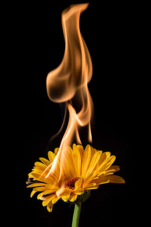 yellow gerbera flower on fire with flames on black backgroundの写真素材