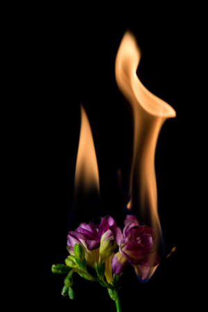 freesia flower on fire with flames on black backgroundの写真素材