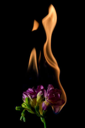 freesia flower on fire with flames on black backgroundの写真素材