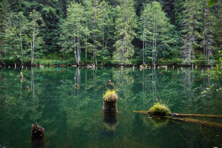 old mossy sunken broken log in lake waterの写真素材
