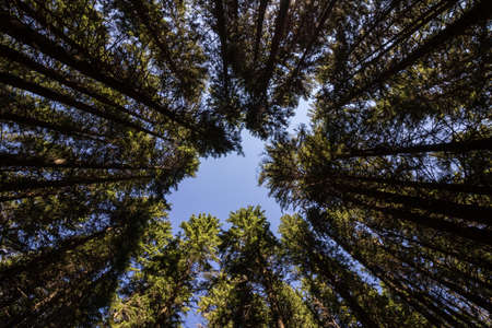 looking up in pine forest with tall trees and blue skyの写真素材