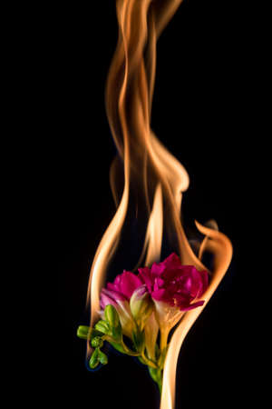 freesia flower on fire with flames on black background