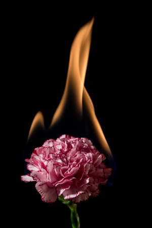 Carnation flower on fire with flames on black backgroundの写真素材