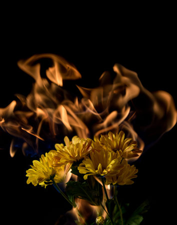yellow flower on fire with flames on black backgroundの写真素材