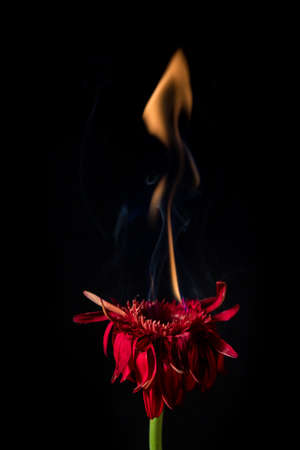 red gerbera flower on fire with flames on black background
