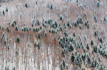 scenic image of late winter forest landscapeの写真素材