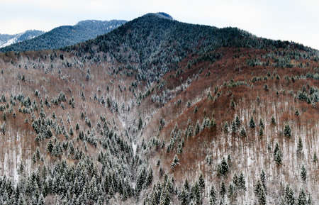 scenic image of late winter forest landscapeの写真素材