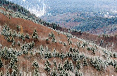 scenic image of late winter forest landscapeの写真素材