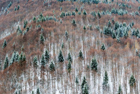 scenic image of late winter forest landscapeの写真素材