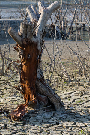 dead dramatic tree dry tree, global warming conceptの写真素材