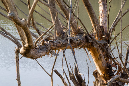 dead dramatic tree dry tree, global warming conceptの写真素材
