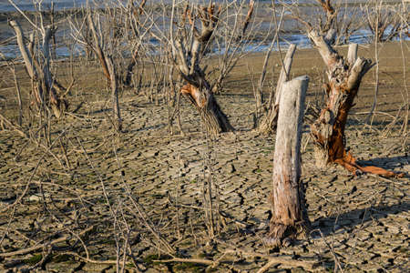 dead dramatic tree dry tree, global warming conceptの写真素材