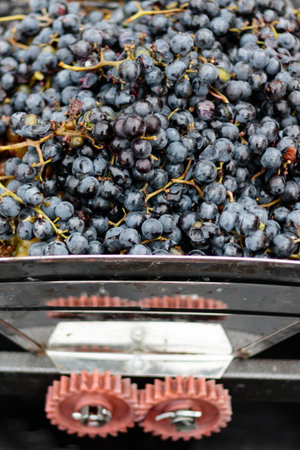 harvest juicy red grape in crusher equipment