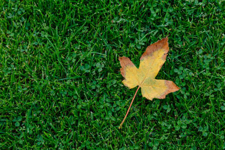 fallen yellow autumn leaf on cut green grassの写真素材