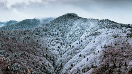 color moody image of forest landscape in winter