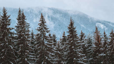 color moody image of forest landscape in winterの写真素材