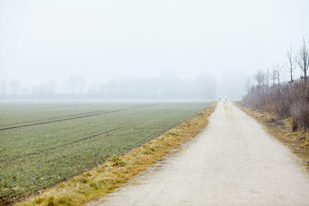 Tranquil countryside foggy landscape of sown farm field with green shoots and dirt road with...