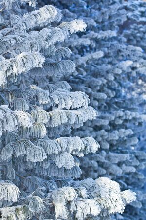  Pine branches in frost in blueの写真素材