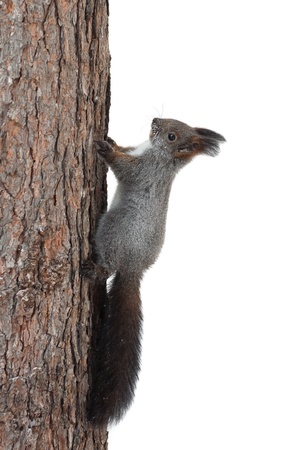 Squirrel on a tree trunk vertically の写真素材