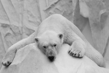  Holidaymaker polar bear closeupの写真素材