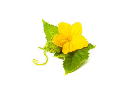  Yellow flower with leaves on a white backgroundの写真素材