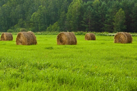 Sheaves of hay lying in a fieldの写真素材