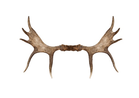  Moose antlers on a white backgroundの写真素材