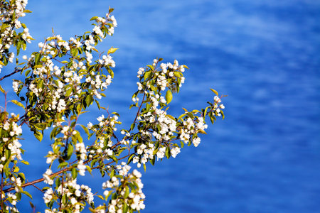  Branch of apple blossoms on a background of blue water の写真素材