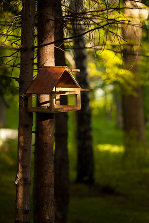 Trough for birds on the trunk of a pine の写真素材