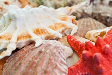 Sea shells closeupの写真素材