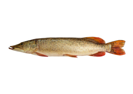 Pike isolated on white