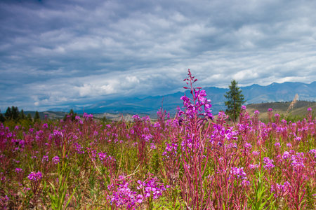 Flowers on the background of mountains