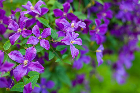 Purple clematis flowers in the garden. Selective focus.の写真素材