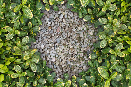 top view of plant on gravel background の写真素材