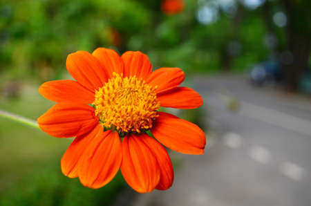 closeup red flower in the parkの写真素材
