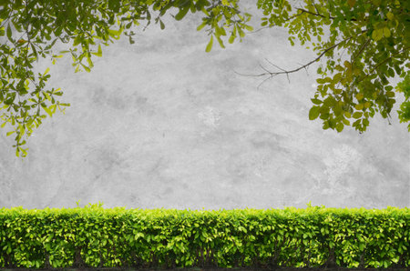 shrubs with concrete backgroundの写真素材