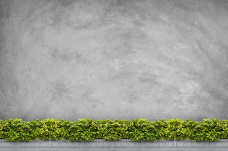 shrubs with concrete wall backgroundの写真素材