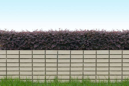 shrubs and brick fence on blue sky backgroundの写真素材