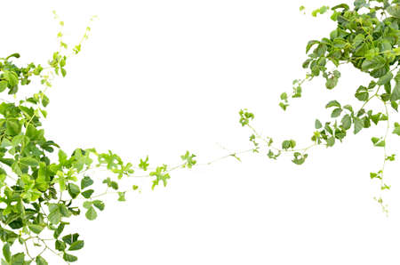 green ivy twigs isolated on a white background の写真素材