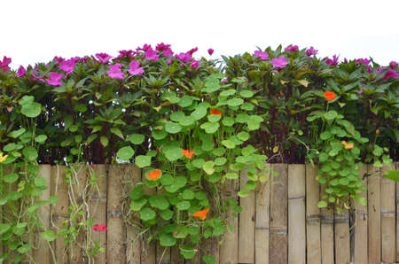 Wooden fence with shrubs on white backgroundの写真素材