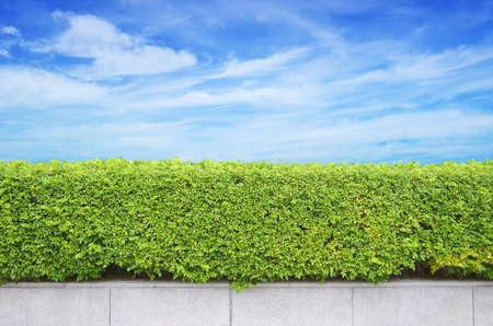 shrubs fence on blue sky backgroundの写真素材