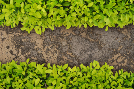 top view of tree and walkwayの写真素材