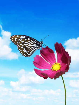 pink flower with butterfly on blue sky backgroundの写真素材