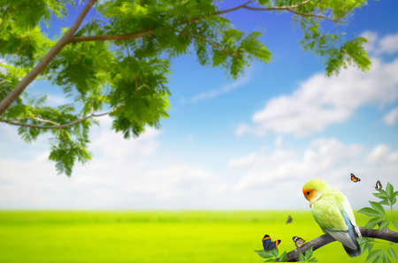 parrot with butterfly in a branch on meadow backgroundの写真素材