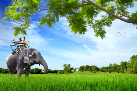 elephant with monkey on green meadowの写真素材