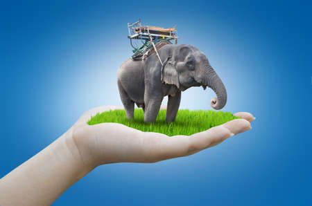 hand holding elephant and meadowの写真素材