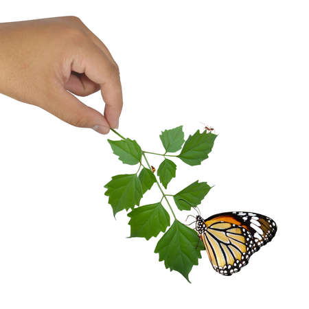 hand holding green plant with bug on leafの写真素材