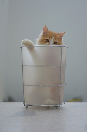 persian tabby cat with bucketの写真素材