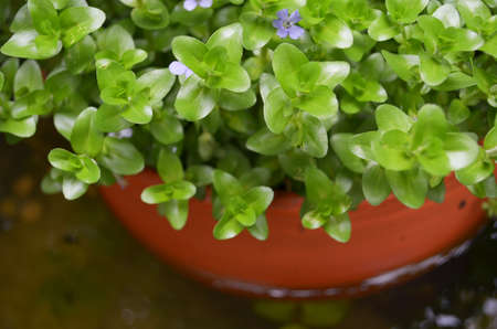 close up of water plants in fish pondの写真素材